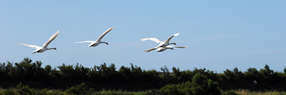 Partez à la découverte des oiseaux